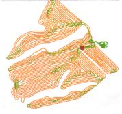 whole field twinchain